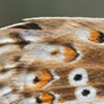 Polyommatus coridon
